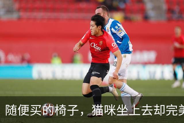 随便买的椅子，猫咪坐上去却完美契合，还以为是量身定做的！